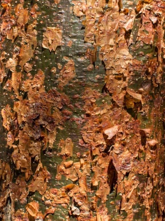 Gumbo limbo tree red peeling bark.