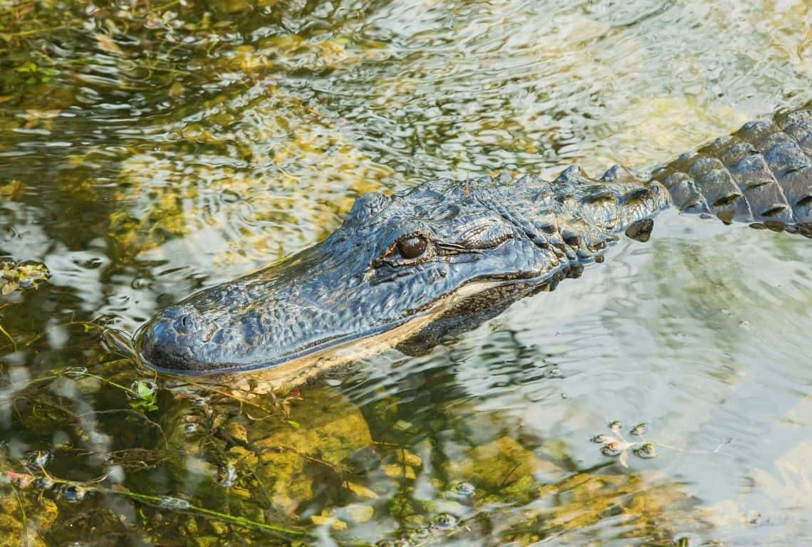 Things to Do in Big Cypress National Preserve