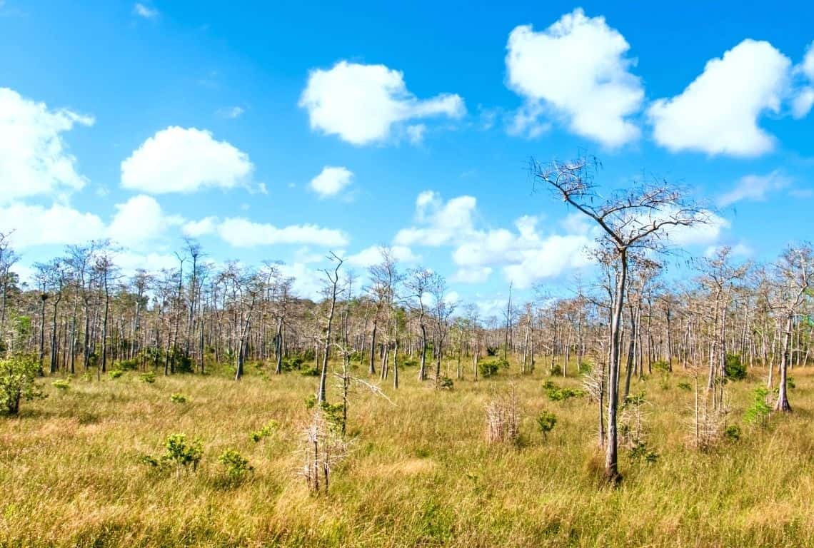 Things to Do in Big Cypress National Preserve