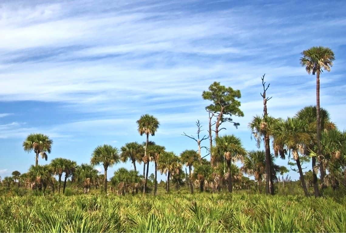 Scenic Drives in Big Cypress