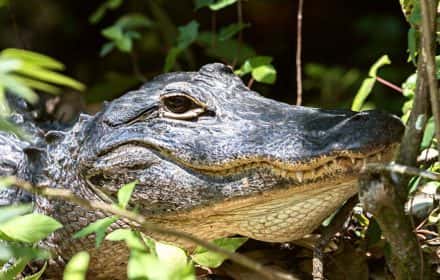 Things to Do in Big Cypress National Preserve