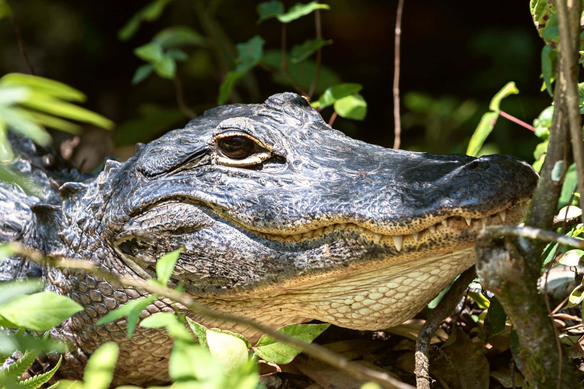 Things to Do in Big Cypress National Preserve