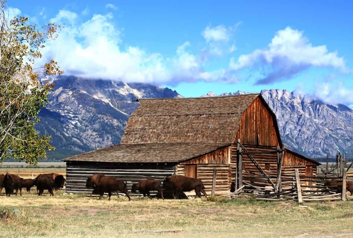 Bison in Grand Teton