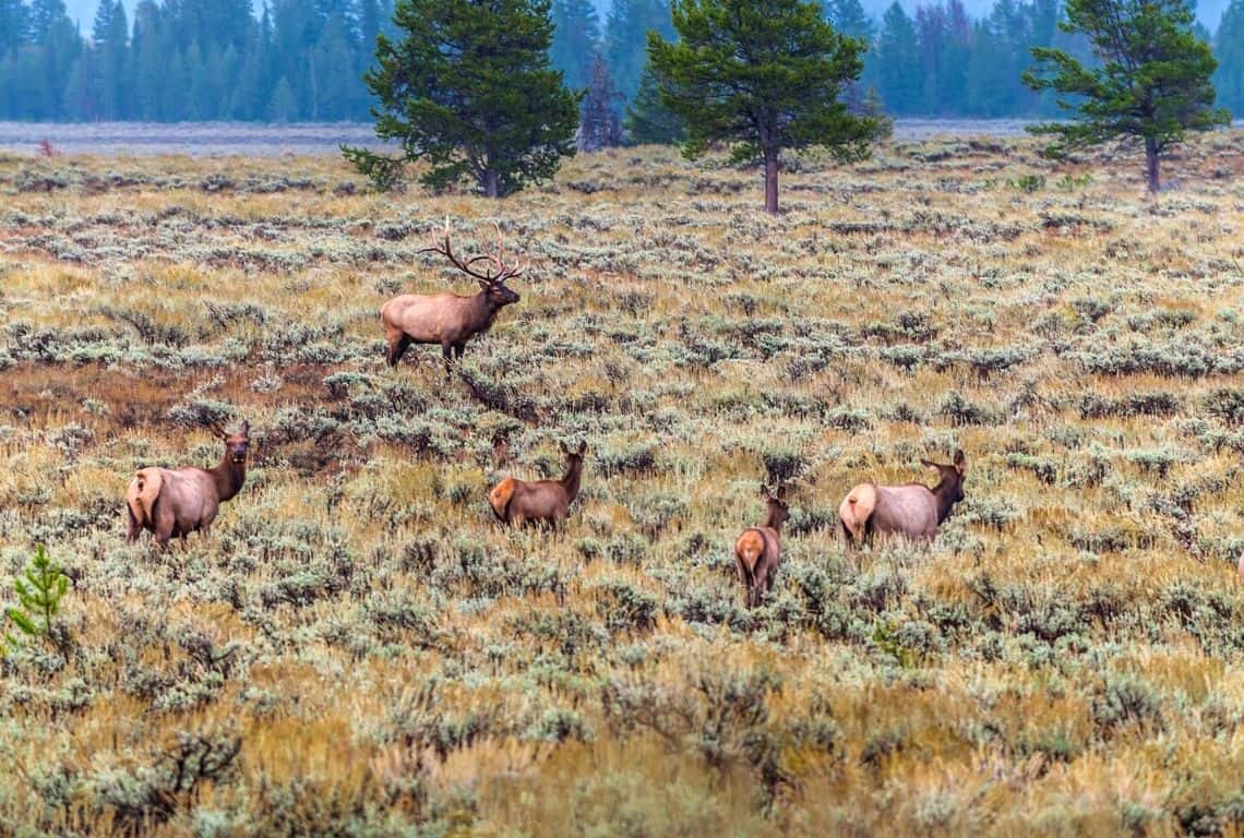 Elk in Grand Teton