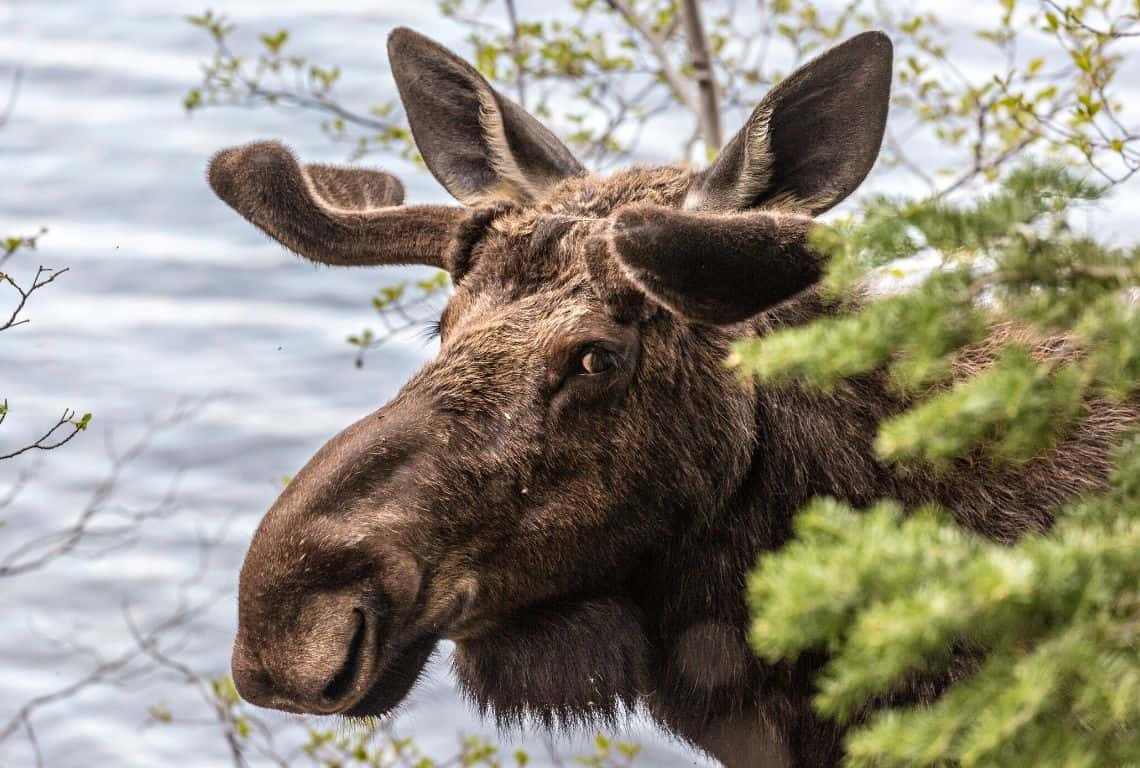 Best Places to See Wildlife in Grand Teton Moose in Grand Teton