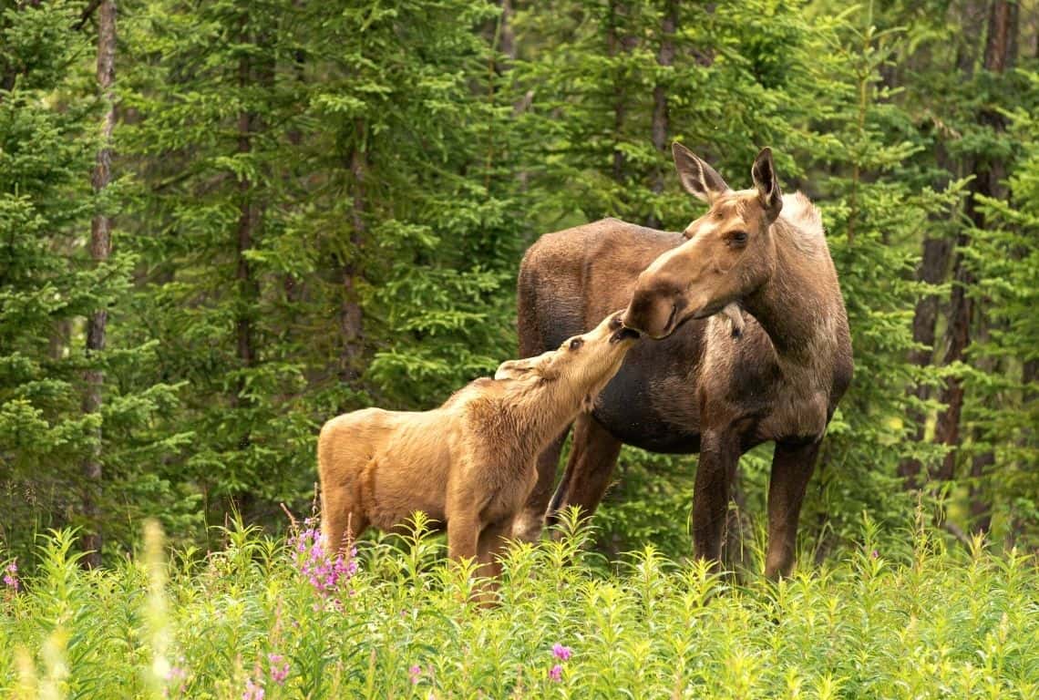 Moose in Grand Teton