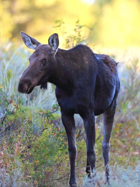 Moose in Grand Teton.