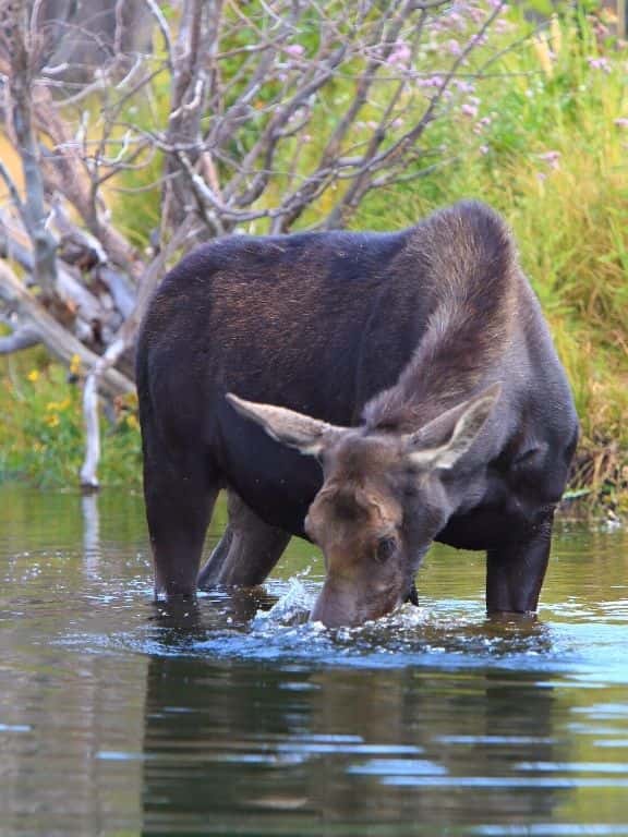 Moose in Grand Teton