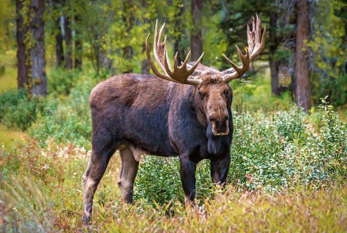 Moose in Grand Teton