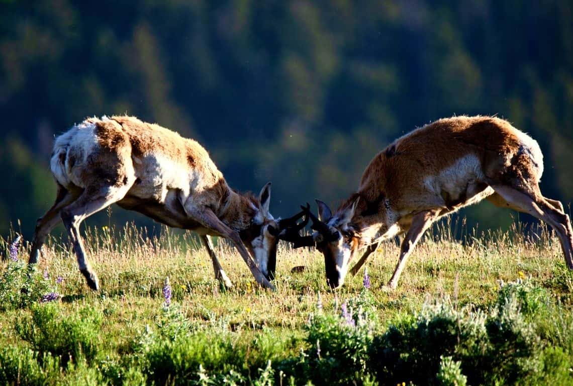 Pronghorns in Grand Teton