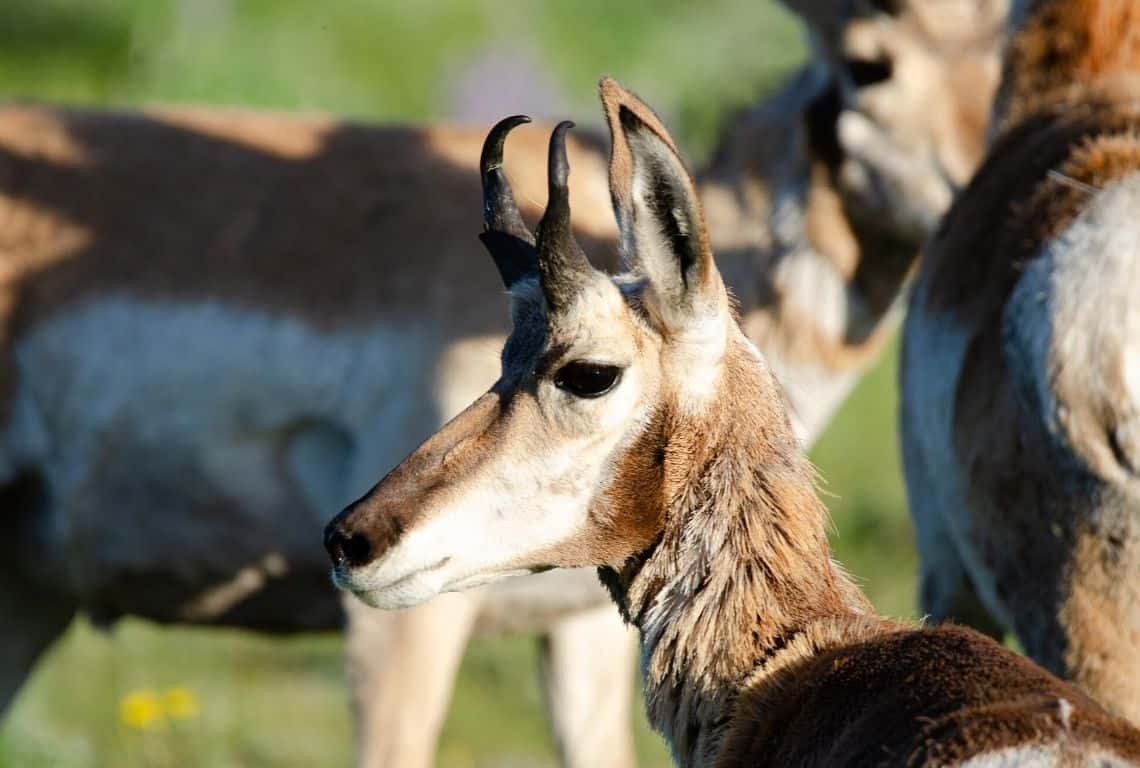 Pronghorn in Grand Teton