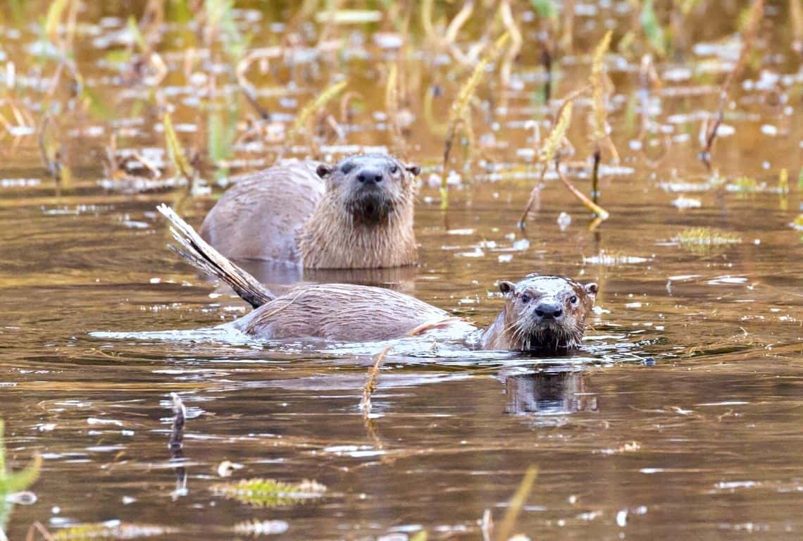 River Otters in Grand Teton
