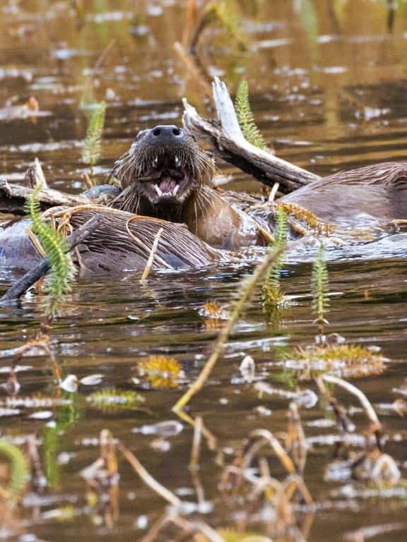 River Otters in Grand Teton