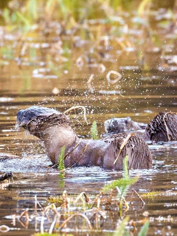 River Otters in Grand Teton