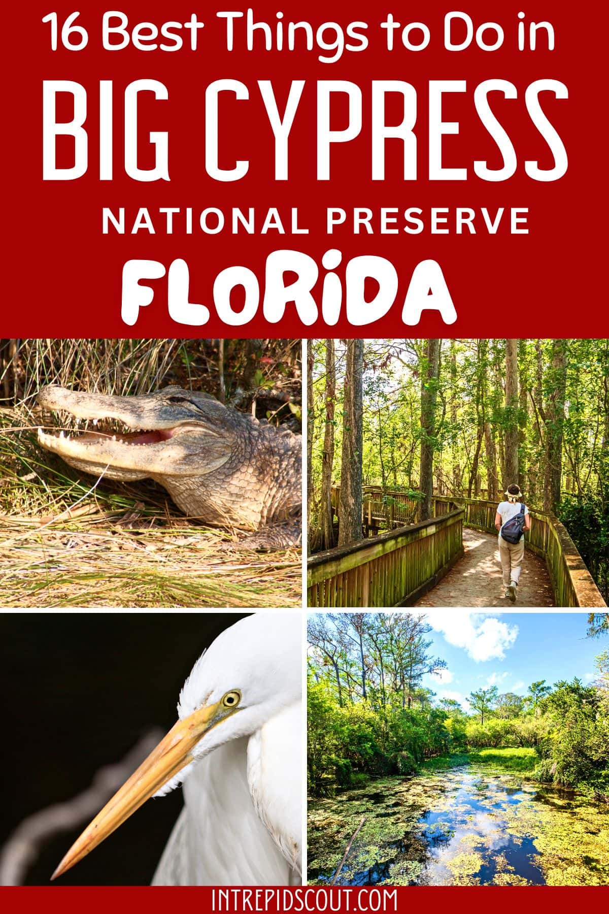 Things to Do in Big Cypress National Preserve