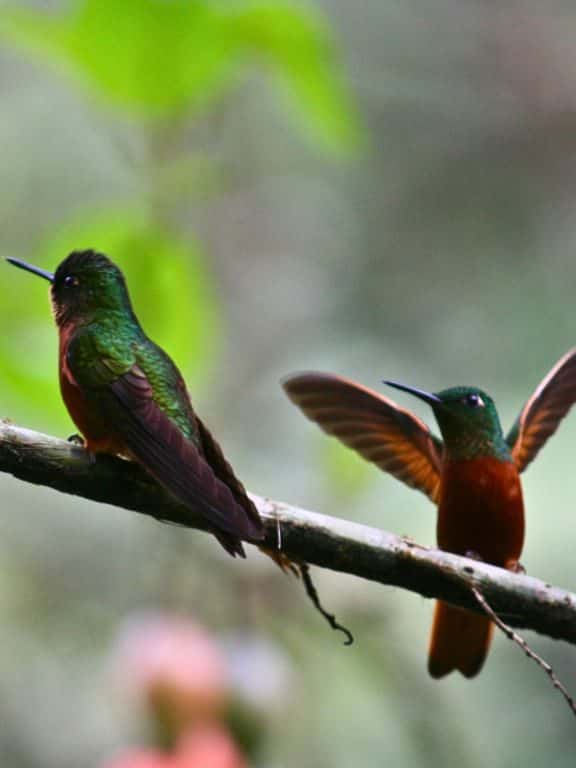 Hummingbirds