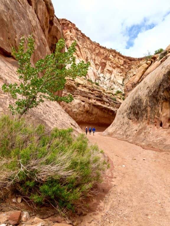 Capitol Gorge Trail in Capitol Reef