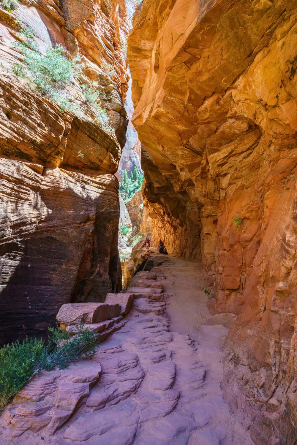 Observation Point Trail