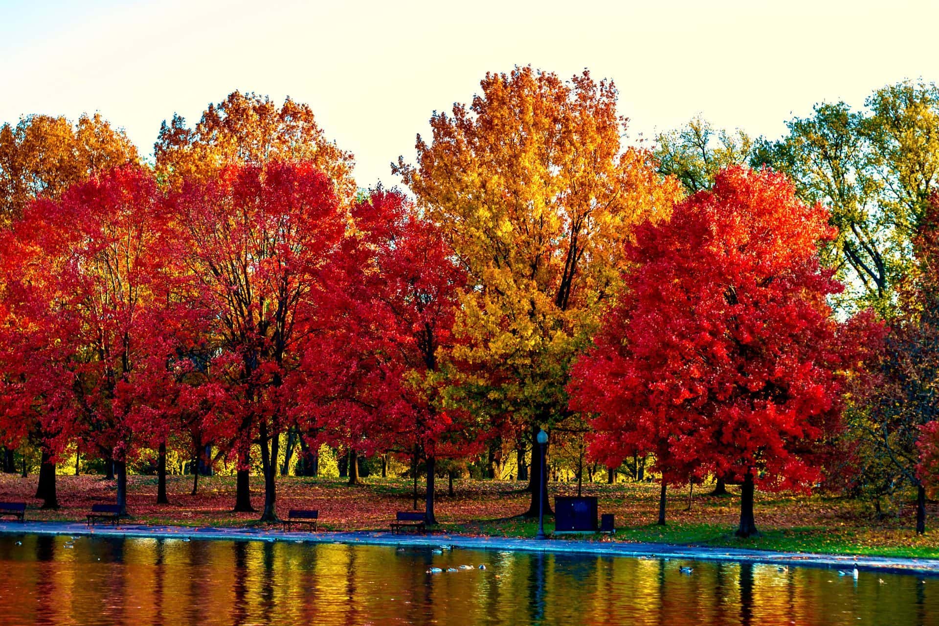 247 Autumn CHANGING LEAVES Captions and Quotes (Fall ...