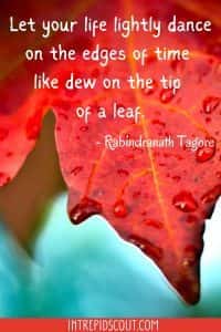 247 Changing Leaves Captions and Quotes (Celebrating the Beauty of ...