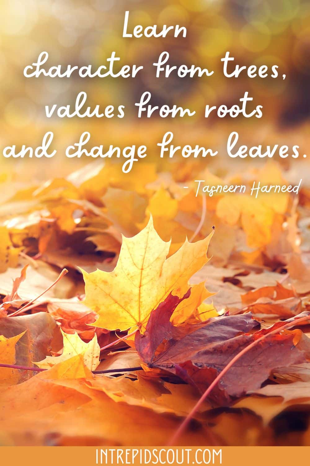 Changing Leaves Captions and Quotes