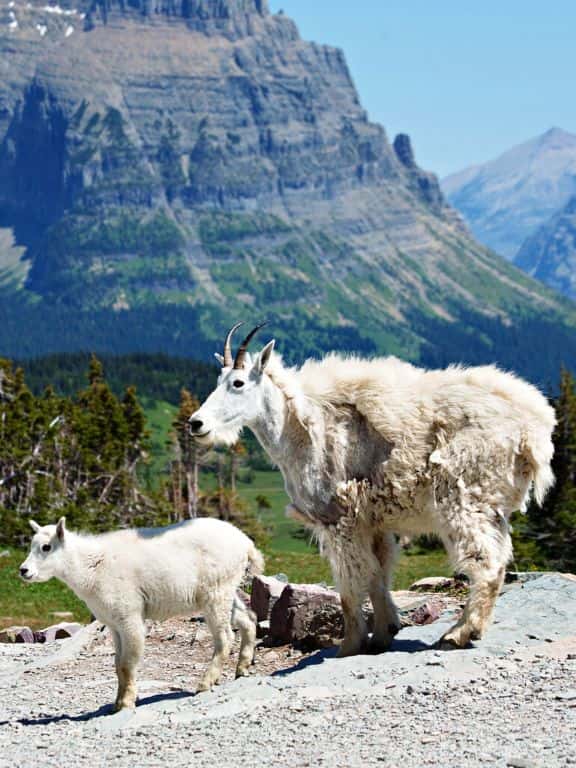 Hidden Lake Overlook Trail in Glacier National Park