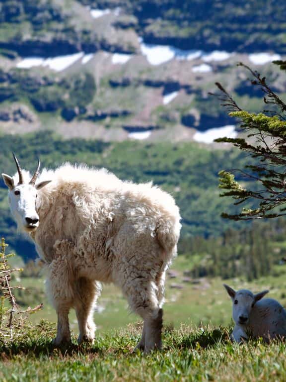 Easy Hikes in Glacier National Park