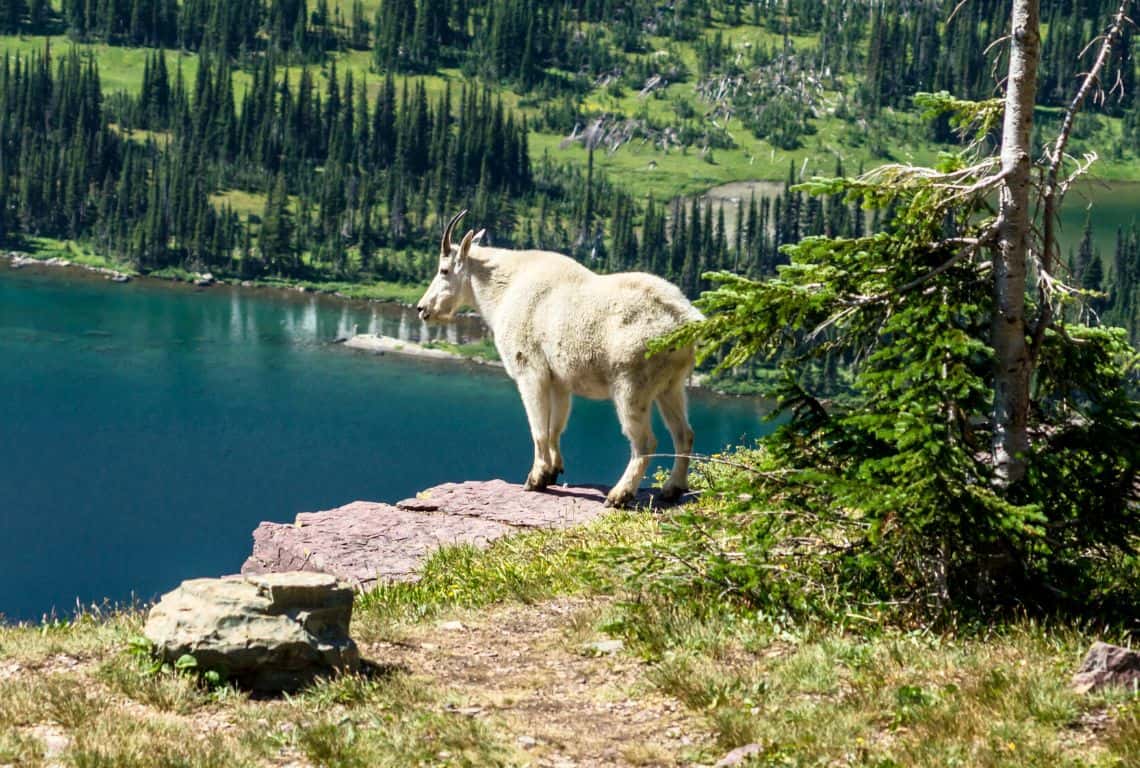 Most Scenic Hikes in Glacier