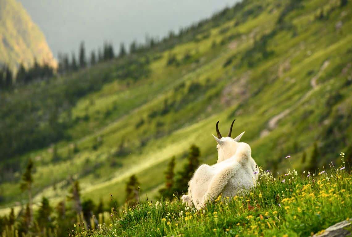 Best Photography Locations in Glacier National Park