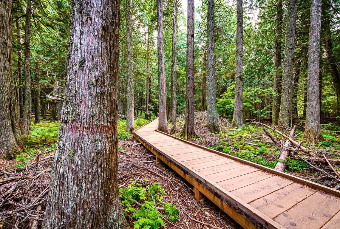 Trail of the Cedars in Glacier