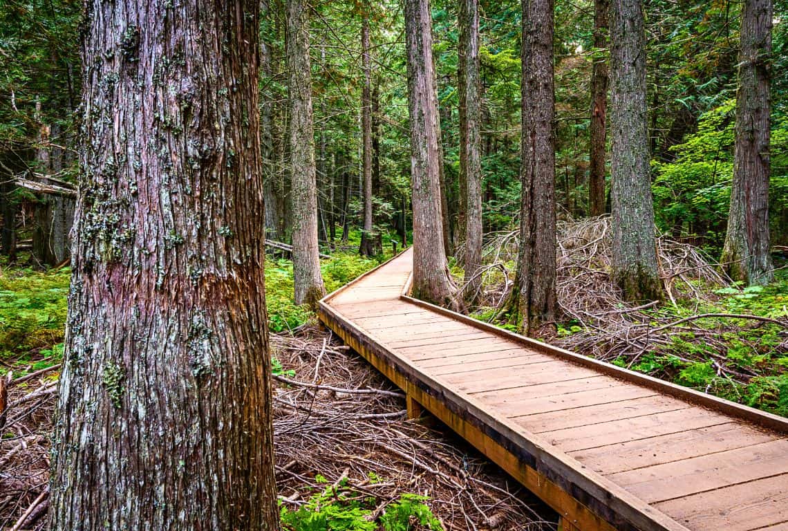 Trail of the Cedars in Glacier National Park