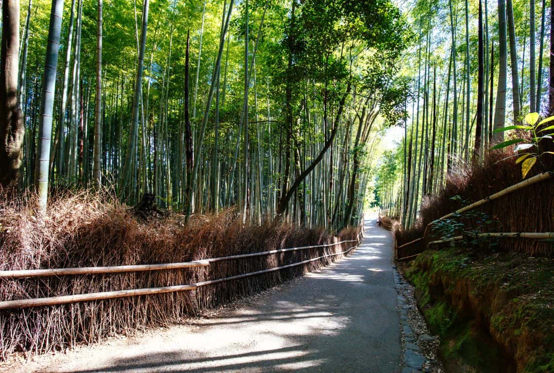 Arashiyama Bamboo Forest