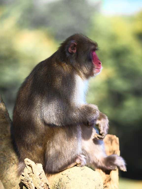 Monkey Park in Arashiyama