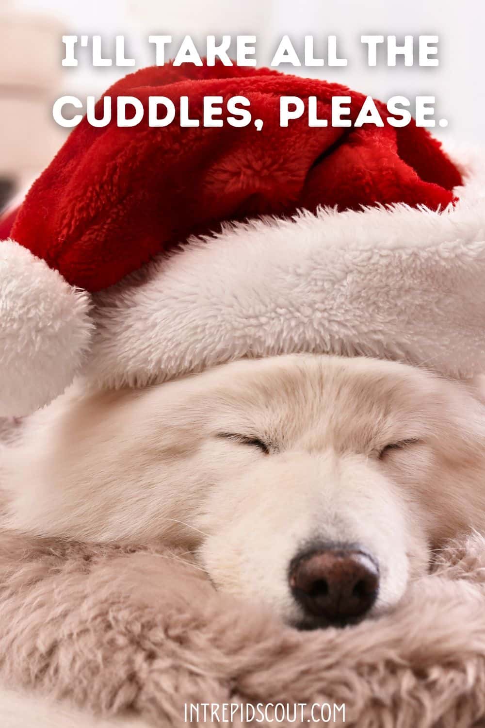 Christmas Dog Captions and Quotes