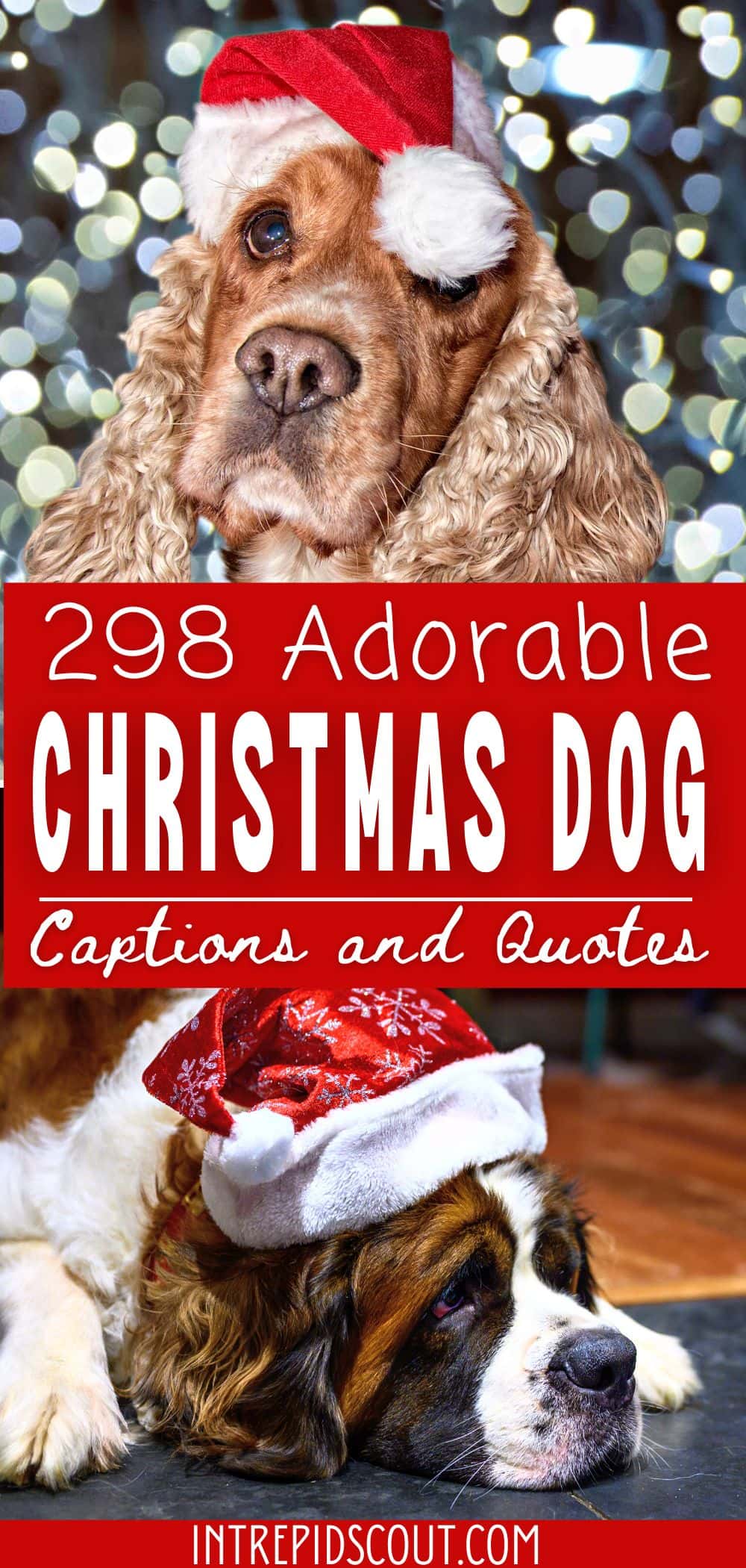 298 Adorable CHRISTMAS DOG CAPTIONS and QUOTES (Paws-itively Howl-iday) •  Intrepid Scout