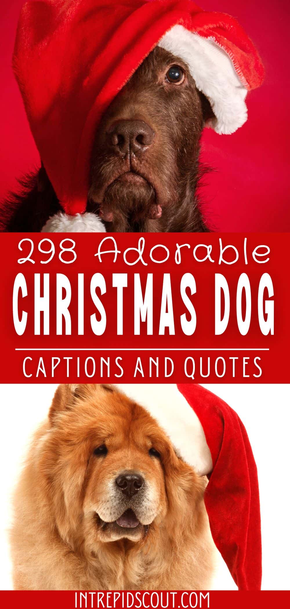 298 Adorable CHRISTMAS DOG CAPTIONS and QUOTES (Paws-itively Howl-iday) •  Intrepid Scout