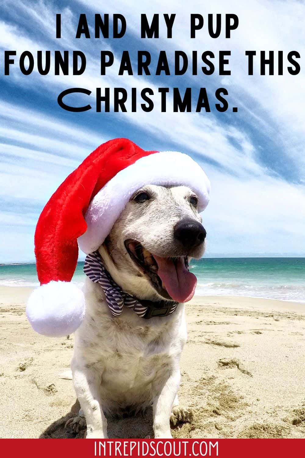 Christmas Dog Captions