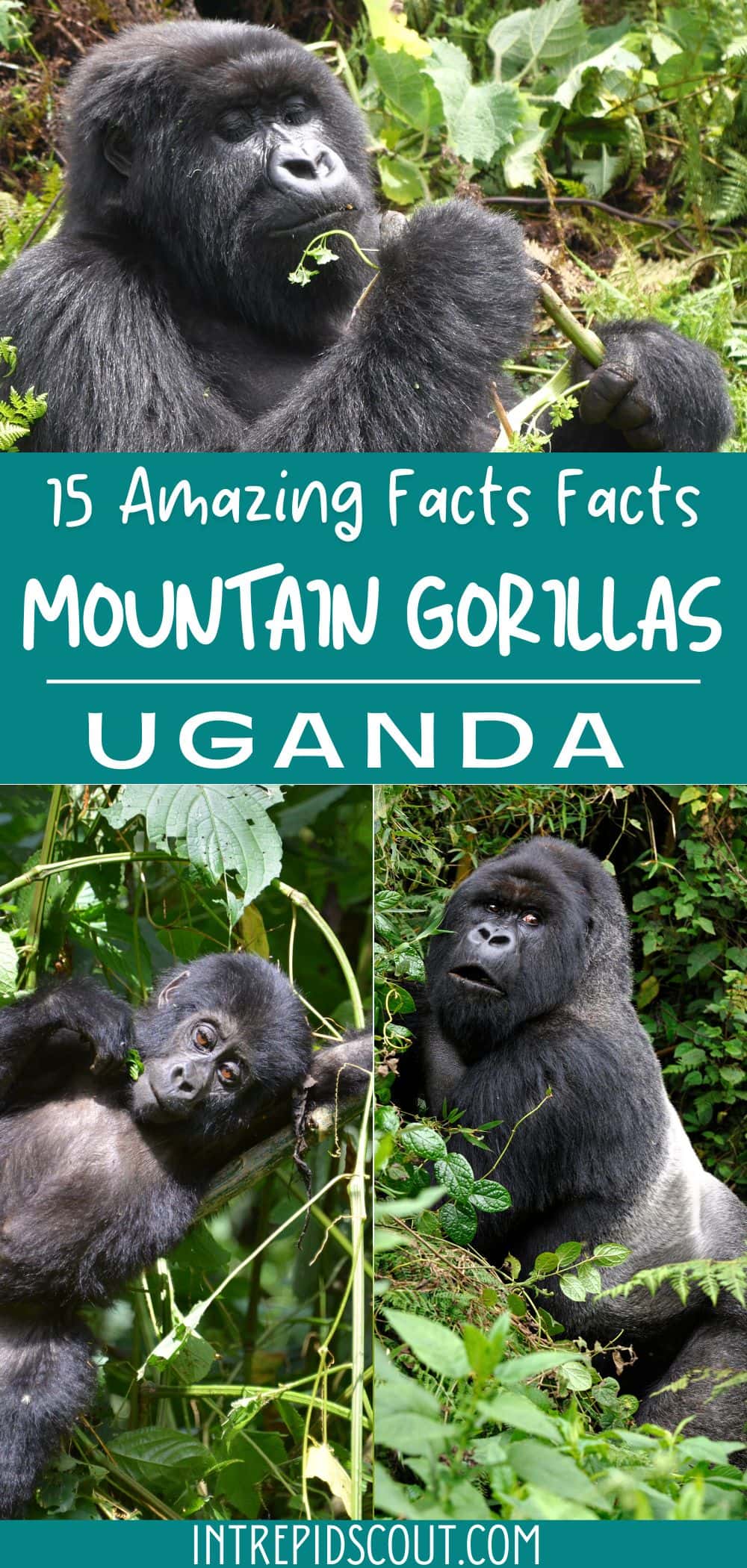 Facts About Mountain Gorillas