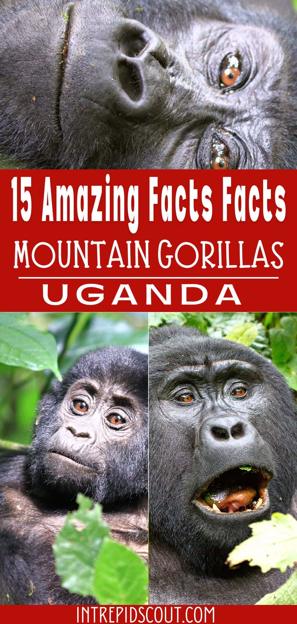 Facts About Mountain Gorillas in Uganda