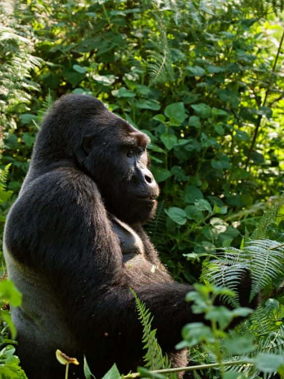 How to Photograph Gorillas in Uganda