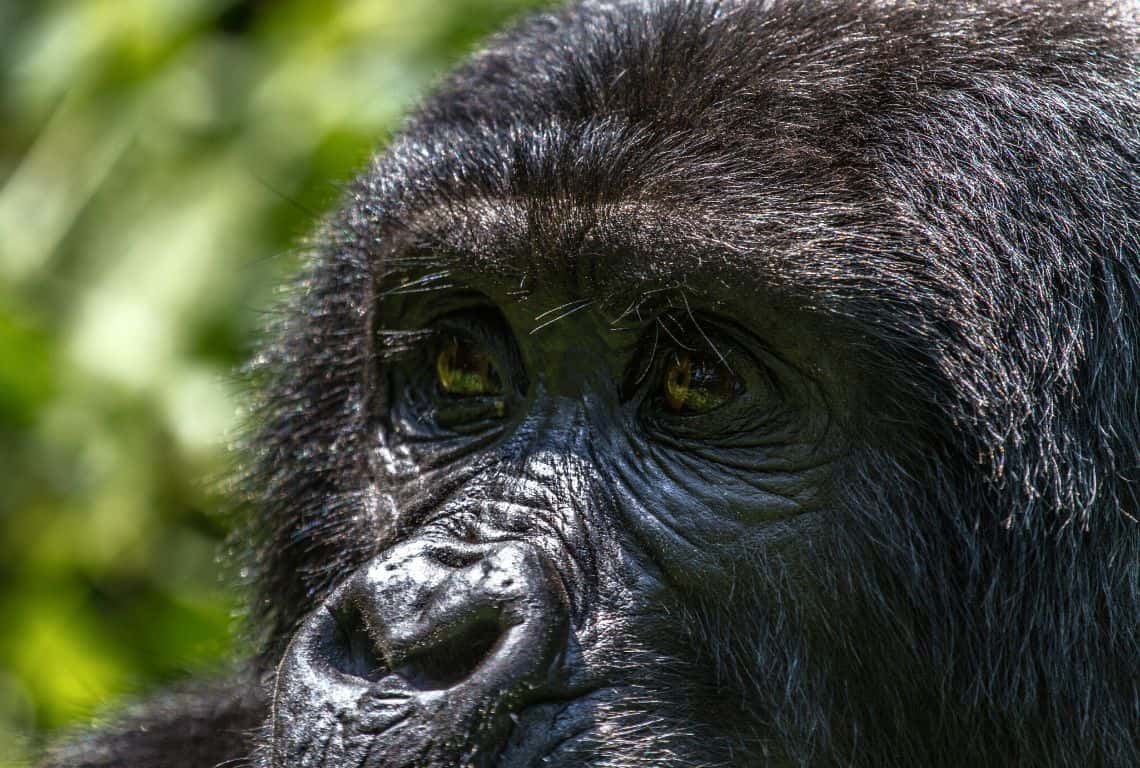 Facts About Mountain Gorillas