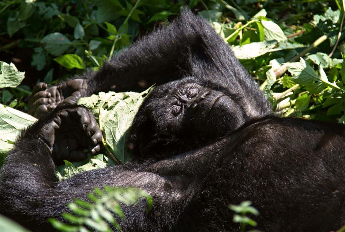 Mountain Gorillas in Uganda