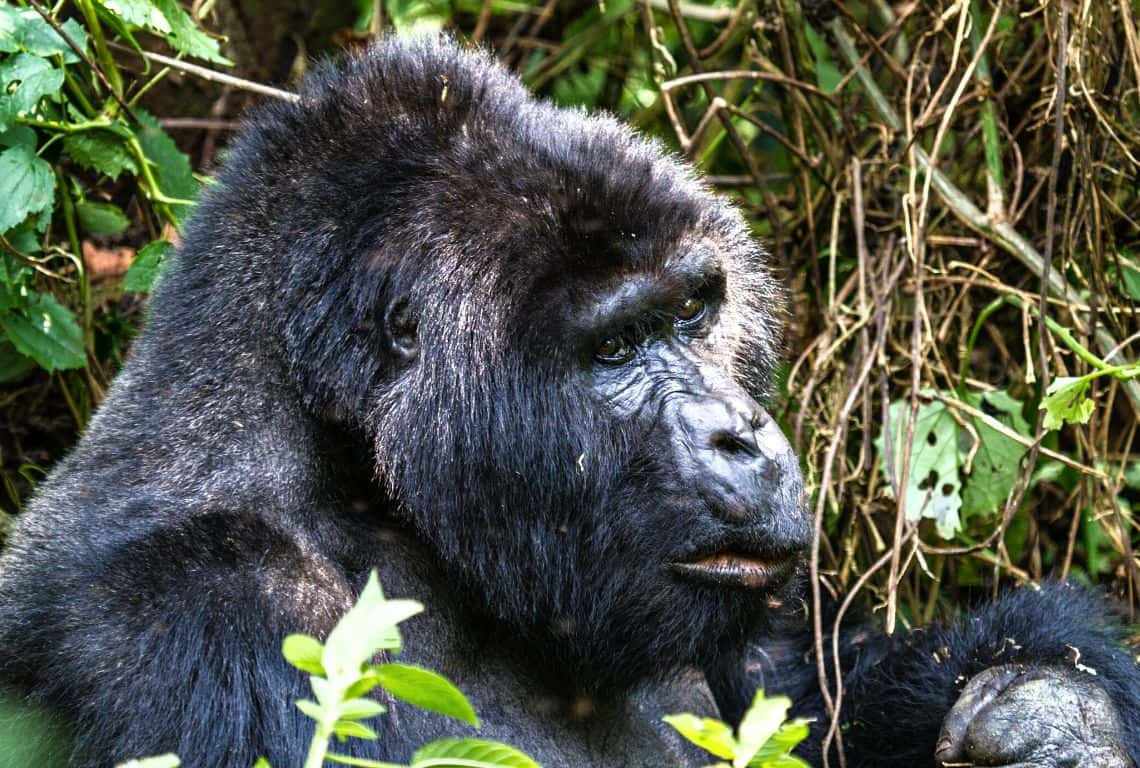 Mountain Gorillas in Uganda