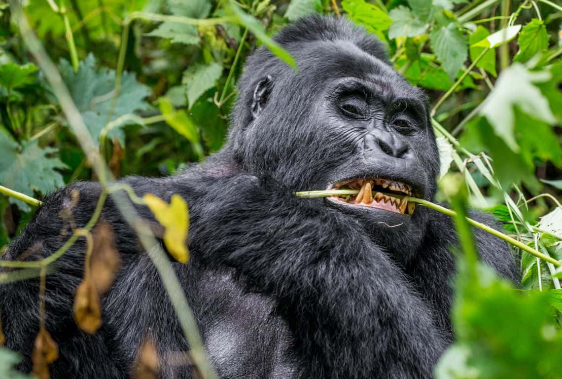 Tips for Gorilla Trekking in Uganda Tips for Gorilla Trekking in Uganda