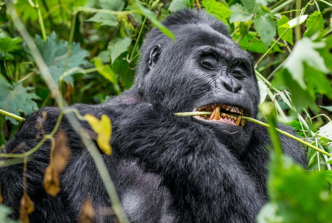 Tips for Gorilla Trekking in Uganda