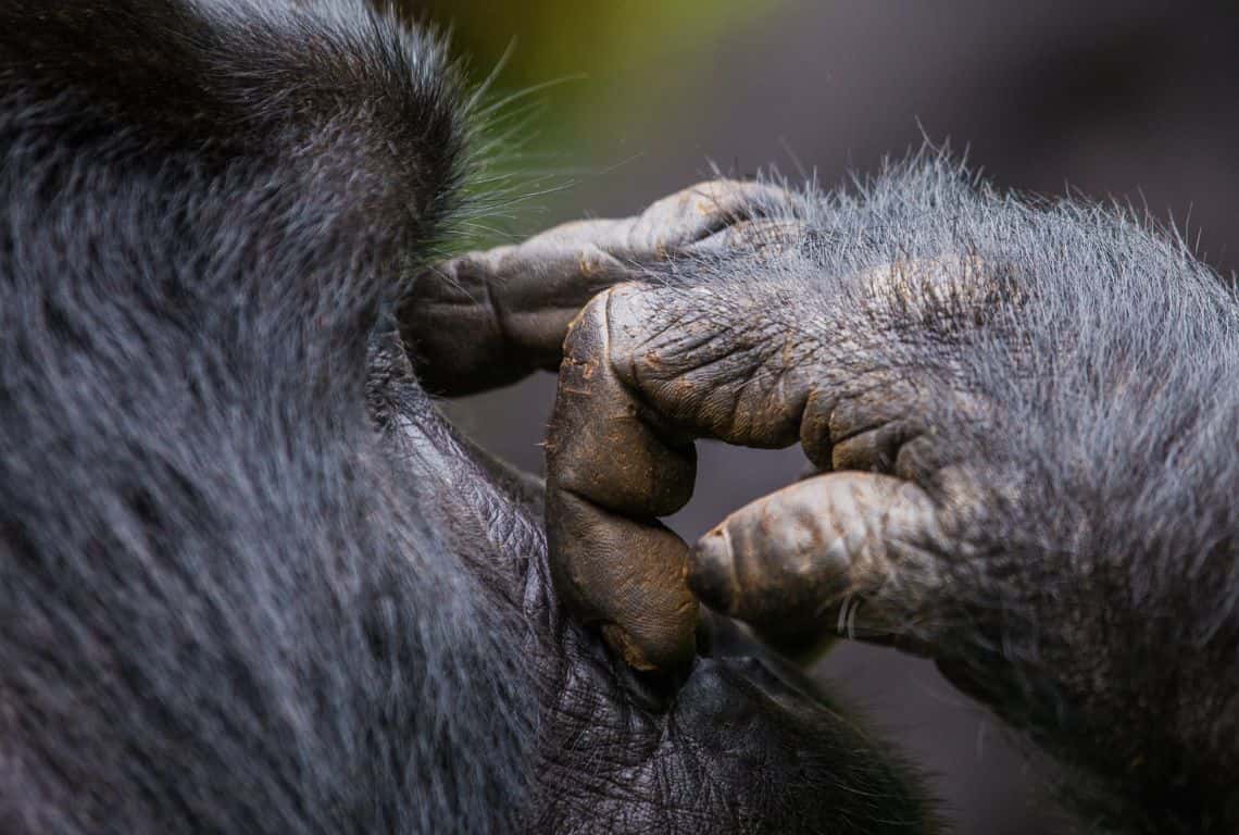 Gorilla Trekking in Uganda