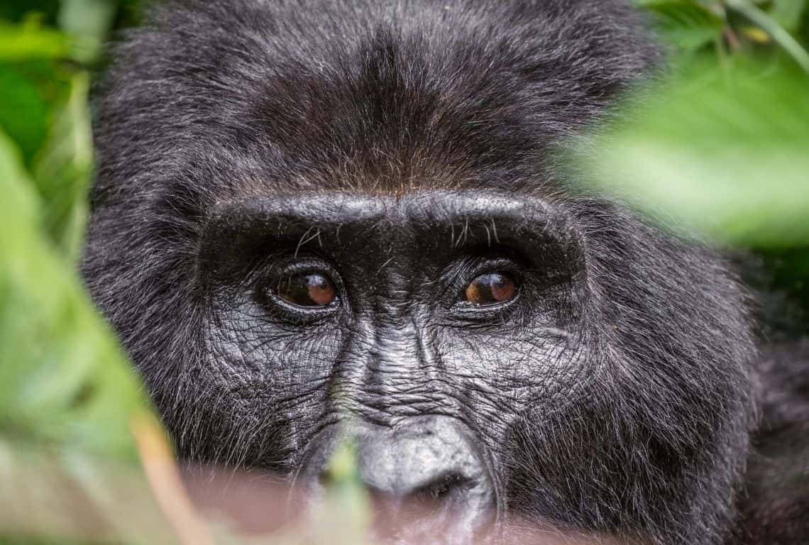Tips for Gorilla Trekking in Uganda Tips for Gorilla Trekking in Uganda