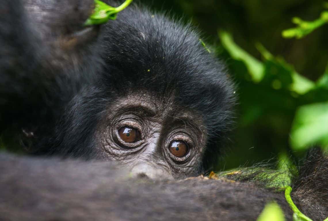 Gorillas in Uganda