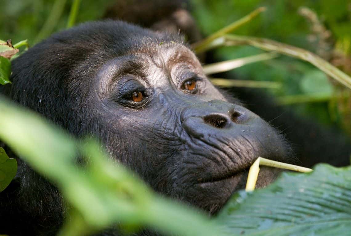 Tips for Gorilla Trekking in Uganda Tips for Gorilla trekking in Uganda