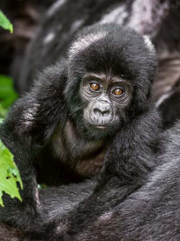 Gorilla Trekking in Uganda Tips for Gorilla Trekking in Uganda